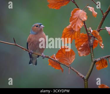 Un Chaffinch eurasien (Fringilla coelebs) perché dans un arbre à Scottish Wildlife se cache à Kirkcudbright, en Écosse, au Royaume-Uni. Banque D'Images