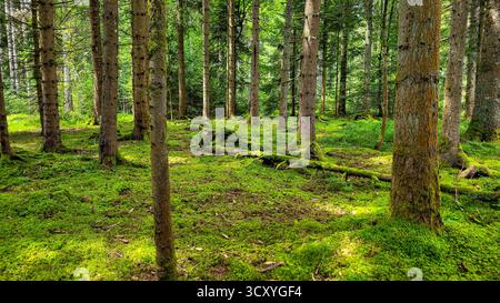 Pittoresque forêt de pins et de sapins avec mousse verte et rayon de soleil sur le sol de la forêt. Forêt noire, Schwarzwald dans le Bade-Wurtemberg, Allemagne. Banque D'Images