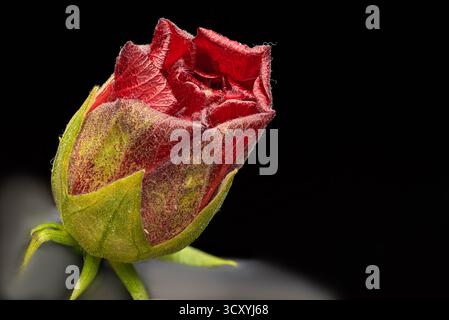 Gros plan d'un bouton de rose avec des pétales rouges vifs qui commencent à se déployer, sur fond noir. Les sépales verts du bourgeon ont une légère texture Banque D'Images