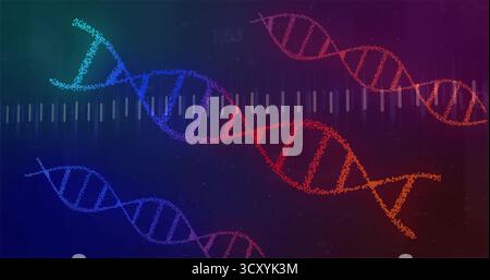 Hélice d'ADN orange-rouge flottante dérivant en arrière-plan numérique, avec graduations de grille et étiquette numérique Banque D'Images