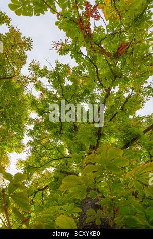Regardant vers le haut à travers les branches d'un châtaignier avec des feuilles vertes luxuriantes et des notes de couleur automnale. La lumière du soleil filtre doucement à travers la verrière, c Banque D'Images