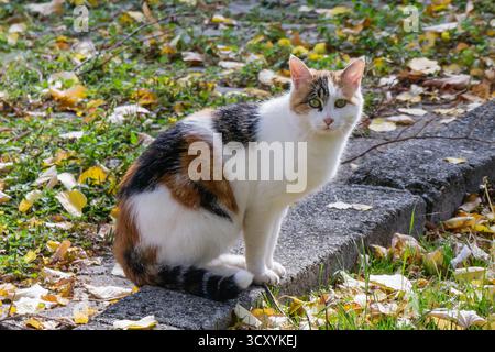 Un chat calico à fourrure blanche, noire et orange est assis calmement sur un bord de pierre dans un jardin couvert de feuilles d'automne tombées. La lumière chaude du soleil met en évidence Banque D'Images