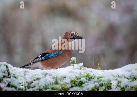 Un geai eurasien (Garrulus glandarius) cherchait de la nourriture dans les cachettes de faune écossaise à Kirkcudbright, en Écosse, au Royaume-Uni. Banque D'Images