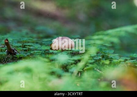 Champignons poussant parmi le trèfle et les feuilles tombées dans la forêt. Macrophotographie, superposition de la mise au point Banque D'Images
