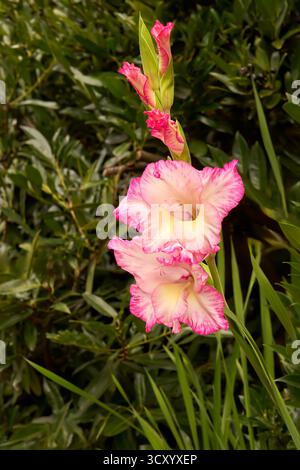 Gladiolus unique avec plusieurs fleurs et bourgeons à motifs roses Banque D'Images