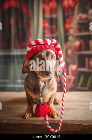 Chien Teckel à l'arbre de Noël, habillé dans un chapeau du nouvel an.posant pour une carte de vacances, le chien ludique s'excite. Banque D'Images
