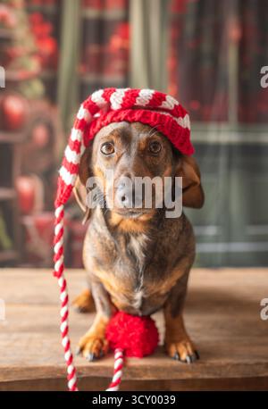 Chien Teckel à l'arbre de Noël, habillé dans un chapeau du nouvel an.posant pour une carte de vacances, le chien ludique s'excite. Banque D'Images