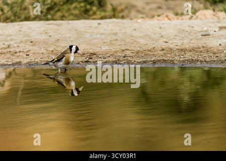 Un palonnier d'or européen (Carduelis carduelis) se dresse près du bord d'un étang, son visage rouge vif et ses marques d'ailes jaunes se reflétant dans l'eau calme. Banque D'Images