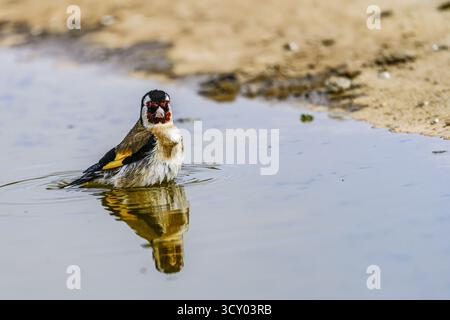Un goldfinch européen (carduelis carduelis) profite d'un bain rafraîchissant dans une flaque peu profonde, éclaboussant des gouttelettes d'eau dans l'air. Banque D'Images