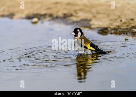 Un goldfinch européen (carduelis carduelis) profite d'un bain rafraîchissant dans une flaque peu profonde, éclaboussant des gouttelettes d'eau dans l'air. Banque D'Images