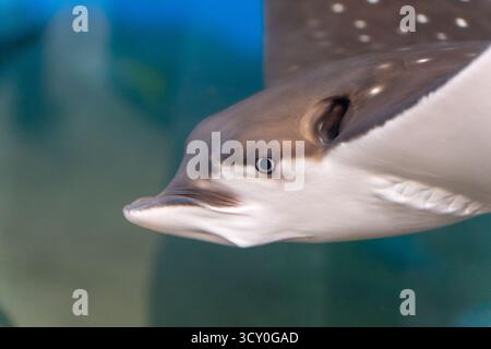 Portrait en gros plan d'un grand dauphin nageant sous l'eau dans un aquarium avec de l'eau bleu-vert et des taches blanches. Concept de mammifères marins, wildli océanique Banque D'Images