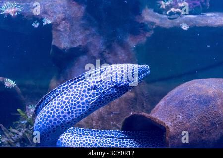 Vue rapprochée de l'anguille de Moray tachetée nageant sous l'eau dans la lumière bleue de l'aquarium. Concept de faune marine, photographie sous-marine, diversité de la vie marine Banque D'Images