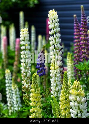 Affichage vibrant de fleurs de lupin colorées dans un cadre de jardin avec un fond sombre et moderne ajoutant du contraste Banque D'Images