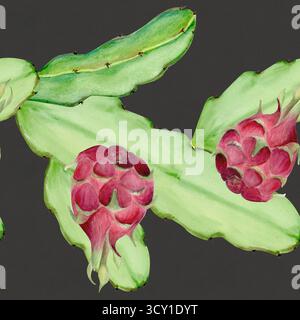 Fruit du dragon, tiges de cactus bordure d'aquarelle sans couture isolé sur gris foncé. Clip art tropical parfait pour le tissu, l'emballage, le design d'été, sain Banque D'Images