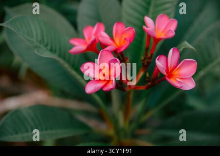 Fleurs roses frangipani florissantes avec des feuilles. Fleurs d'arôme sur arbre tropical Banque D'Images