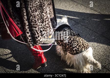 DEU Allemagne Berlin Un petit chien terrier avec protection léopard suit son propriétaire à travers le Kudamm Banque D'Images