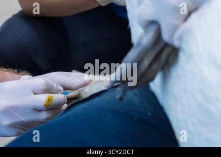 Un chirurgien vétérinaire effectue un examen préliminaire d'un grand pélican blanc nouvellement admis (Pelecanus onocrotalus). Un échantillon de sang est prélevé Banque D'Images