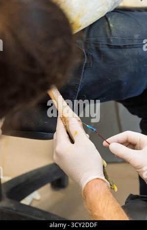 Un chirurgien vétérinaire effectue un examen préliminaire d'un grand pélican blanc nouvellement admis (Pelecanus onocrotalus). Un échantillon de sang est prélevé Banque D'Images