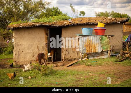 Élevage et vie de village dans le village de Sekenani près de Masai Mara, Kenya les habitants font partie de la tribu Massai Banque D'Images