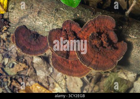 Hymenochaete rubiginosa pousse sur une bûche en décomposition dans une forêt, affichant sa surface brun rougeâtre unique et ses couches distinctes. Les champignons contribuent à Banque D'Images