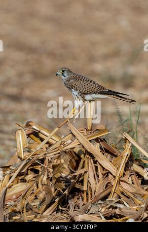 Crécerelle commune perchée sur une brindille la crécerelle commune (Falco tinnunculus) est un oiseau de proie appartenant au groupe des crécerelles de la famille des faucons Banque D'Images