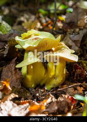 Un groupe vibrant de champignons Amanita phalloides et Tricholoma sulphureum émerge de la terre humide au milieu des feuilles tombées dans une paisible forêt Banque D'Images