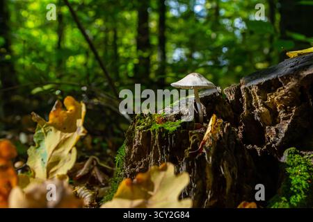 Le délicat champignon psathyrella émerge d'une bûche en décomposition parmi les feuilles tombées dans une forêt ensoleillée, mettant en valeur la beauté de la nature en automne. Banque D'Images