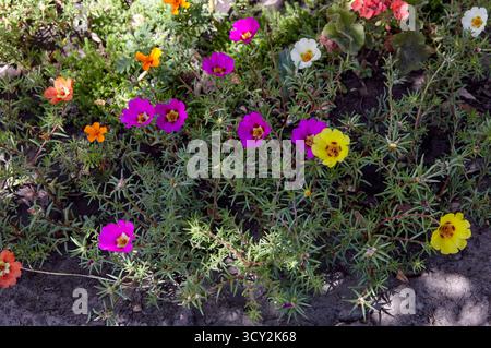 Fleurs Portulaca grandiflora dans le parc de la ville. Belle plante succulente en floraison estivale. Nom de famille Portulacaceae, nom scientifique Portulaca. Séléc Banque D'Images