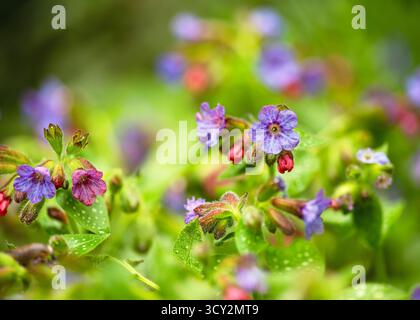 L'armoise poumon tachetée fleurit au printemps, avec de minuscules fleurs bleues et magenta et un feuillage vert flou à la lumière naturelle. Phytothérapie, concept de jardin Banque D'Images