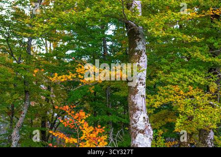 Forêt de hêtres en automne, couleurs d'automne, paysage d'automne, montagne Lovcen, baie de Kotor, Europe. Banque D'Images