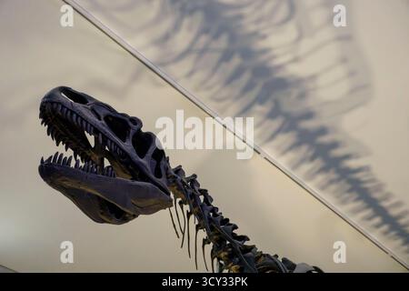 Exposition de squelettes d'Allosaur avec un éclairage dramatique projetant des ombres sur le plafond dans un cadre de musée axé sur le crâne et la colonne vertébrale de dinosaure Banque D'Images