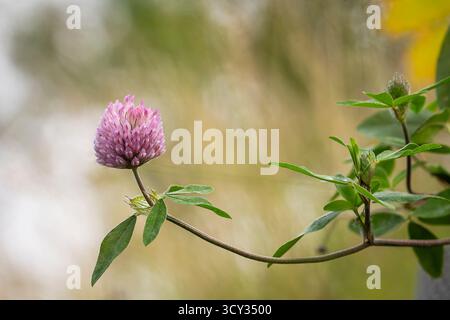Fleur de trèfle rouge se balançant doucement dans la brise estivale. Gros plan d'une fleur de trèfle rouge (Trifolium pratense) en fleurs, avec de délicats pétales roses. Banque D'Images