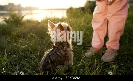 Yorkshire terrier mangeant des friandises de la main de fille Banque D'Images