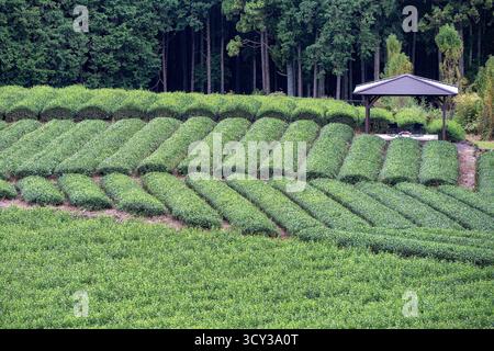 Plantation de thé Obuchi Sasaba, près de Shimizu, Japon Banque D'Images