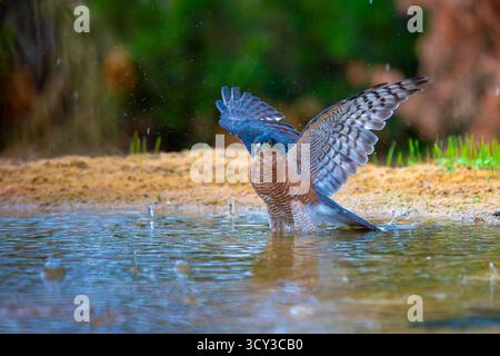 Gros plan sur l'éperon eurasien (Accipiter nisus) dans un étang d'eau. Photogrphé en Israël en septembre Banque D'Images