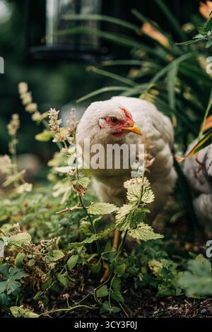 Fourrage de poule blanche dans les plantes vertes de jardin Banque D'Images
