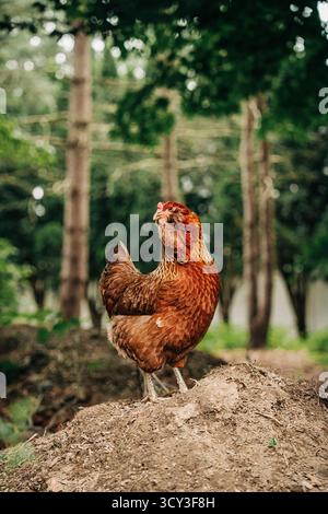 Poule brune poulet fermier debout sur un tas de terre Banque D'Images