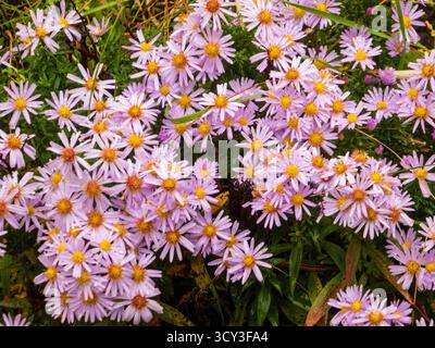 Gros plan sur un groupe d'asters violets avec gouttes de pluie Banque D'Images