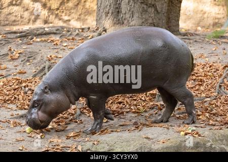 Gros plan Pygmy Hippopotamus Choeropsis liberiensis en foyer sélectif. mignon petit hippopotame Banque D'Images