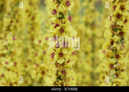Verbascum nigrum, une plante ornementale de molène, présentant des pointes caractéristiques de fleurs jaunes avec des centres violets. Molène foncée. Banque D'Images