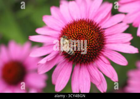 Echinacea purpurea Magnus Superior (coneflower violet) avec Apis mellifera abeille. ROYAUME-UNI Banque D'Images