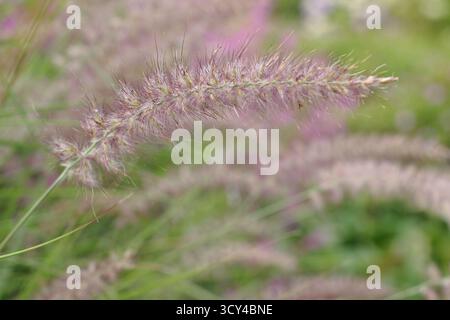 Pennisetum orientale Karley Rose Banque D'Images