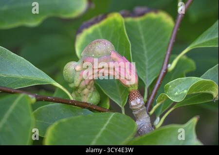Fruit, follicule d'un magnolia à grandes feuilles (Magnolia macrophylla Michx.), Bavière, Allemagne Banque D'Images