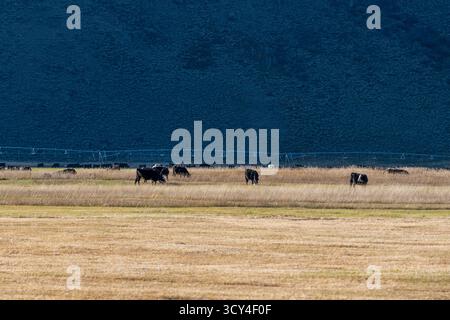 Les vaches paissent sur un pâturage herbeux au pied d'une grande butte, projetant une ombre sur le paysage. La butte est recouverte d'une végétation clairsemée Banque D'Images