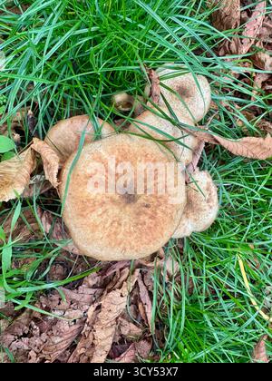 Un champignon du miel du genre Armillaria Banque D'Images
