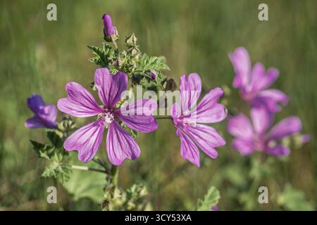Vue en gros plan du paysage de fleurs de malva sylvestris rose violet vif aka mauve commune ou fromages fleurissant à l'extérieur sur fond naturel de prairie Banque D'Images