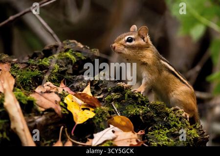Un minuscule chipmunk oriental se tient en alerte sur une bûche moussue, entouré de feuilles tombées dans une forêt tranquille. Transmet la nature et la scène boisée tranquille Banque D'Images