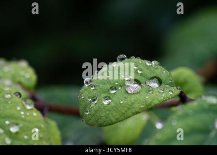 Gros plan macro d'une feuille verte avec de nombreuses gouttelettes d'eau après la pluie. Texture naturelle et reflets soulignés par une lumière douce. Banque D'Images