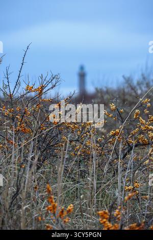 Arbustes d'argousier avec des baies orange près d'un phare sur la côte danoise sous un ciel bleu froid Banque D'Images