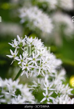 Délicates fleurs blanches en forme d'étoile d'ail sauvage (Allium ursinum) fleurissant dans une forêt verdoyante. La mise au point douce met en valeur l'atmosphère douce du printemps Banque D'Images